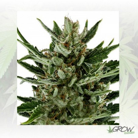 Speedy Chile FF Royal Queen Seeds - 3 Seeds