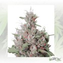 Royal Creamatic Auto Royal Queen Seeds - 3 Seeds