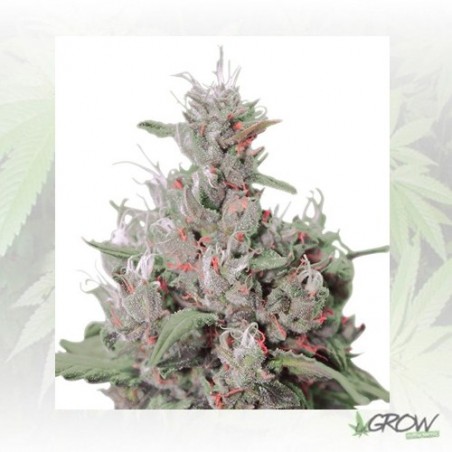 Royal Creamatic Auto Royal Queen Seeds - 5 Seeds