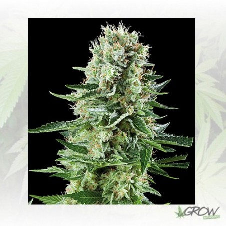 White Widow Auto Royal Queen Seeds - 10 Seeds