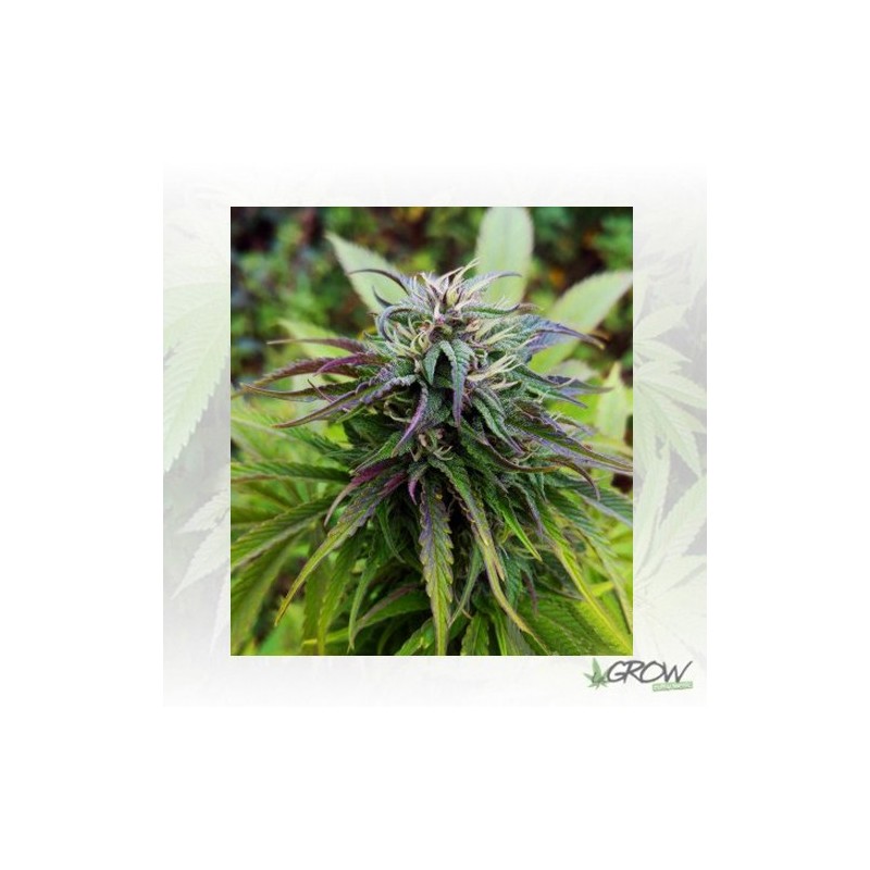Royal Jack Auto Royal Queen Seeds - 1 Seed
