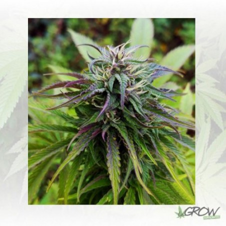 Royal Jack Auto Royal Queen Seeds - 1 Seed