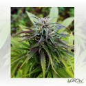 Royal Jack Auto Royal Queen Seeds - 3 Seeds