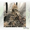 Royal Highness Royal Queen Seeds - 3 Seeds