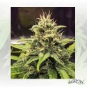 Blue Cheese Royal Queen Seeds - 1 Seed