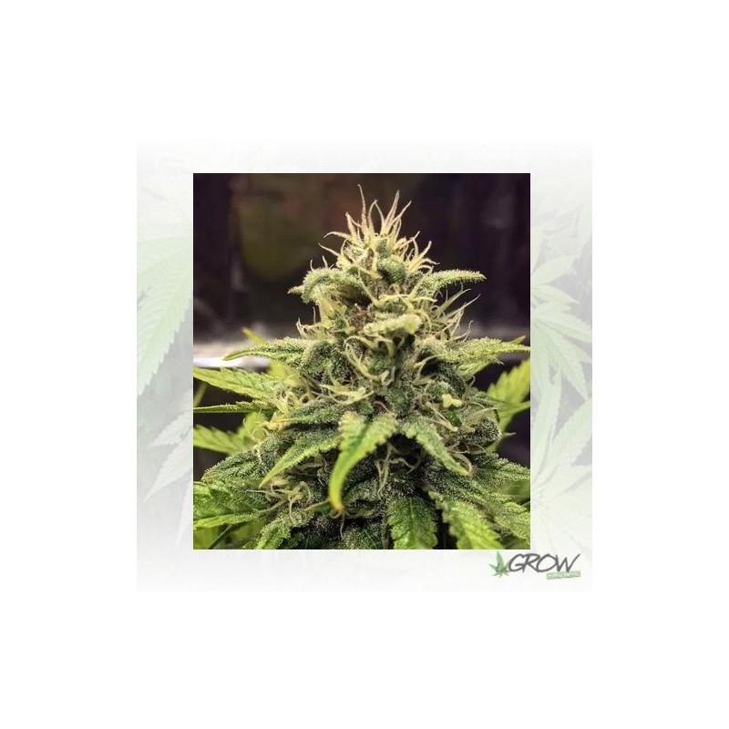 Blue Cheese Royal Queen Seeds - 1 Seed