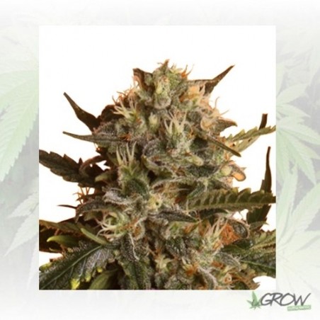 Royal Madre Royal Queen Seeds - 3 Seeds