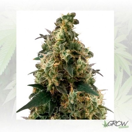 Royal Domina Royal Queen Seeds - 1 Seed