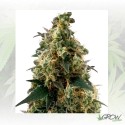 Royal Domina Royal Queen Seeds - 3 Seeds