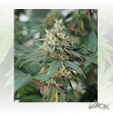 Fat Banana Royal Queen Seeds - 1 Seed