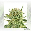 Royal Cookies Auto Royal Queen Seeds - 10 Seeds