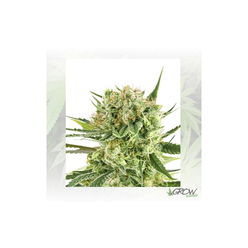 Royal Cookies Auto Royal Queen Seeds - 10 Seeds