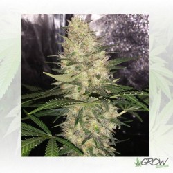 Critical Sensi Star Delicious Seed - 5 Seeds