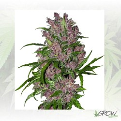 Purple Bud White Label - 3 Seeds