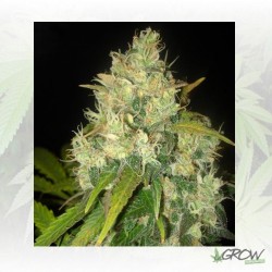 Black Russian Delicious Seeds - 1 Seed