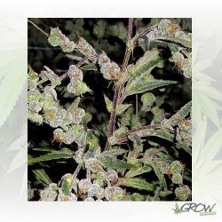 Dr Grinspoon Barney's Farm - 1 Seed 