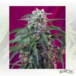 Green Poison Auto® Sweet Seeds - 3 Seeds