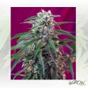Green Poison Auto® Sweet Seeds - 5 Seeds