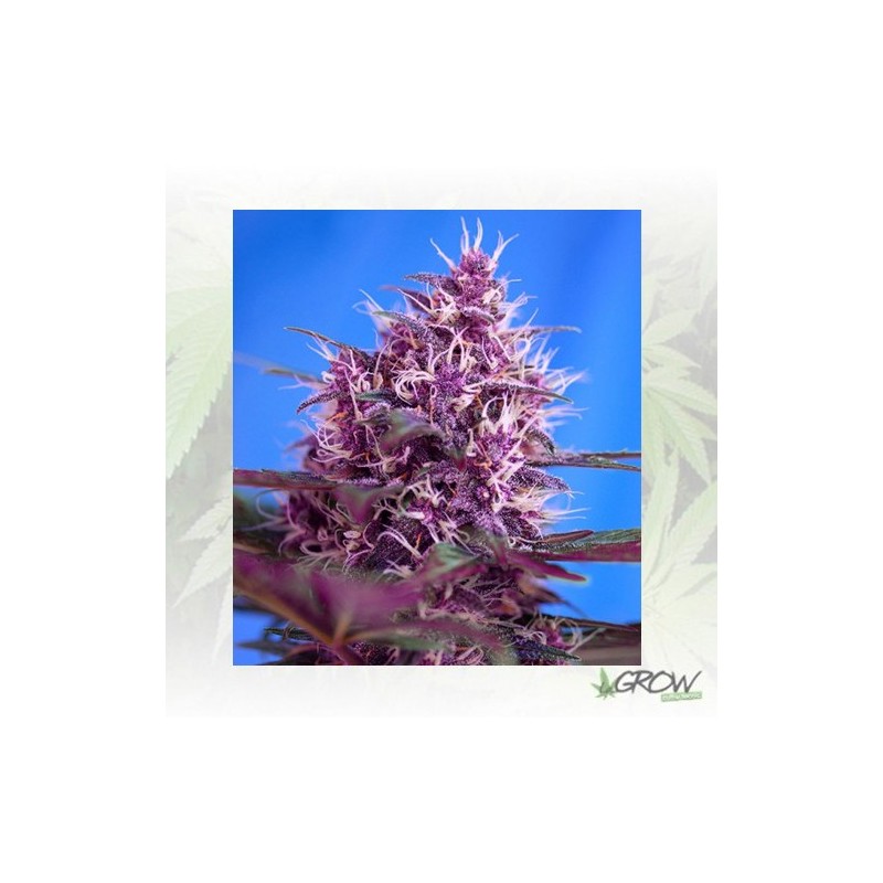 Red Poison Auto® Sweet Seeds - 3 Seeds