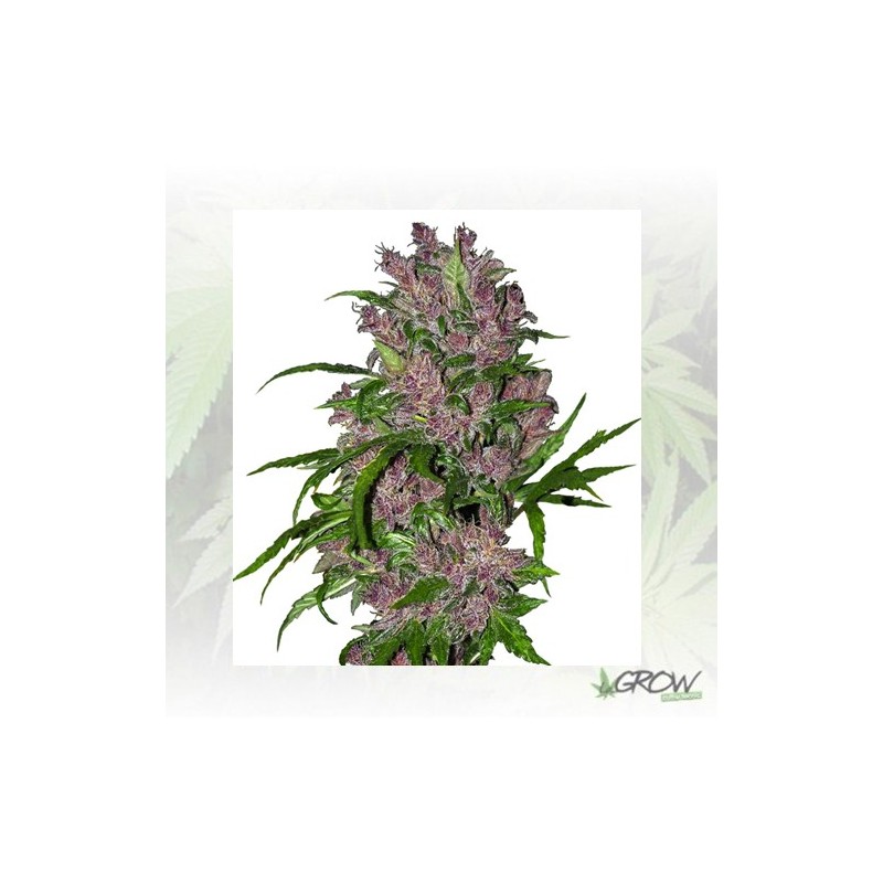 Purple Bud White Label - 10 Seeds