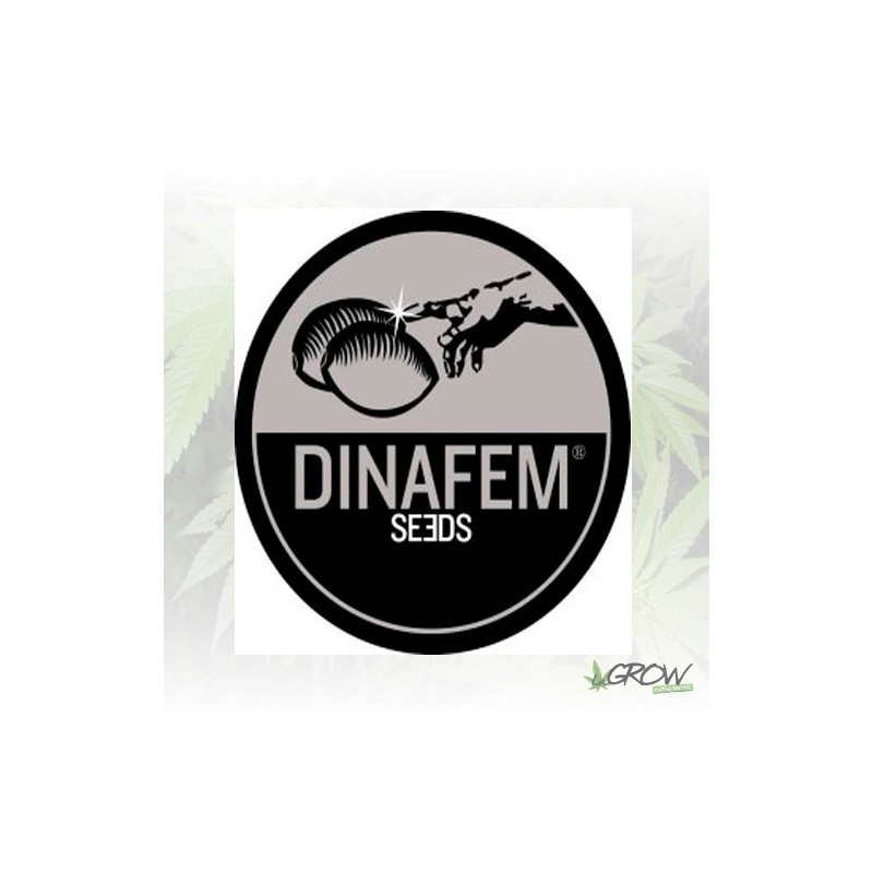 Dinafem Mix - 3 Seeds