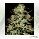 Moby Dick Green House Seeds® - 3 Seeds